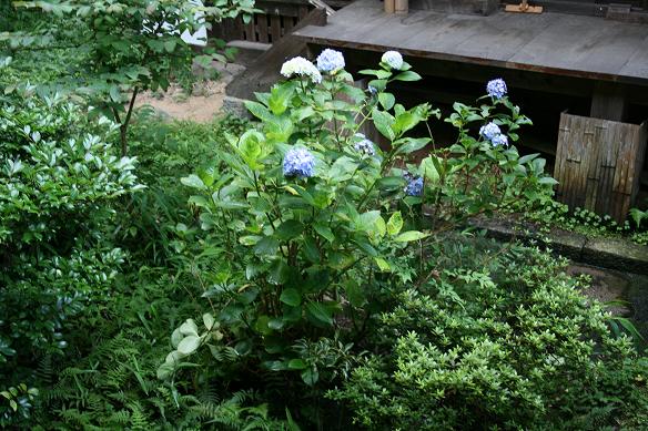 雨の後の紫陽花