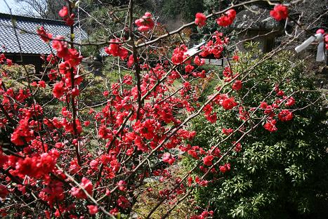 ボケの花