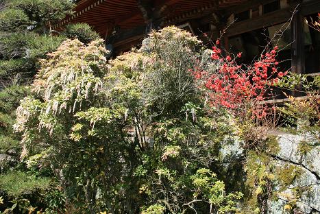 アセビとボケの花