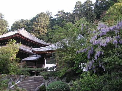 藤の花