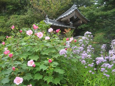 芙蓉とシオン