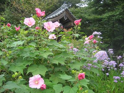 芙蓉とシオン