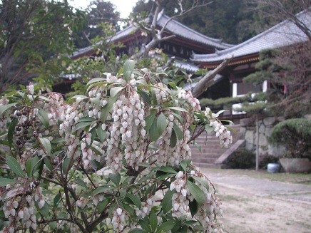 アセビの花