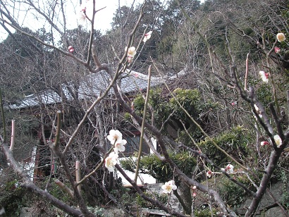 梅の花