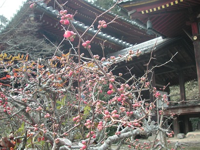 ボケの花....まだ蕾です