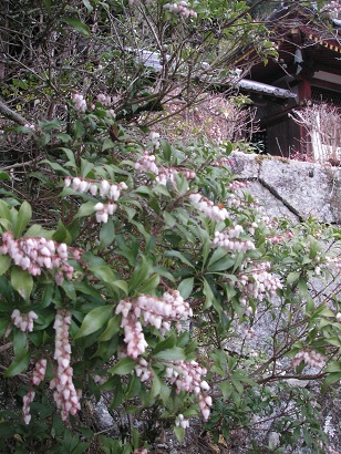 アセビの花