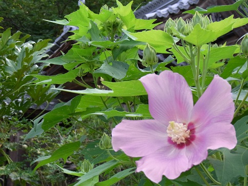 芙蓉の花