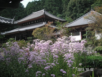 シオンの花