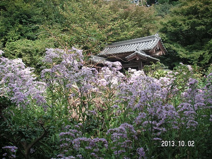 シオンの花