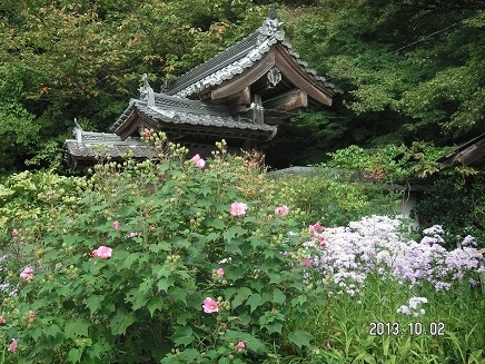 シオン・芙蓉の花