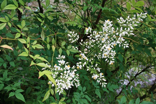 ナンテンの花